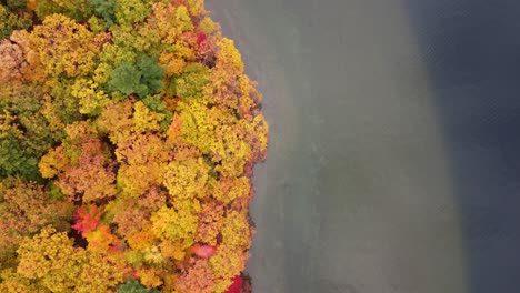 Aerial-top-view-over-a-magnificent-autumnal-wood-colored-in-front-of-a-lake