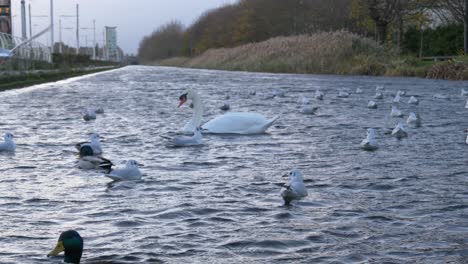 Flock-Of-Waterfowl-Birds-Floating-Over-Grand-Canal-Near-Inchicore-Neighbourhood-In-Dublin,-Ireland