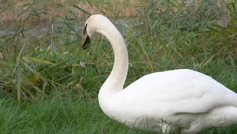 Mute-Swan-Feeding-Green-Grass-Near-Grand-Canal-In-Dublin,-Ireland