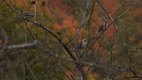Mourning-dove-birds-sitting-in-a-tree-during-fall