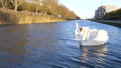 Lovely-Mute-Swans-Swimming-On-The-Grand-Canal-In-Dublin,-Ireland