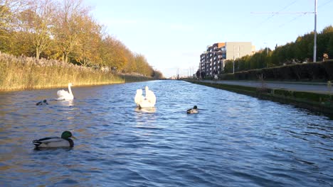 Mute-Swans-And-Mallard-Ducks-Swimming-On-Grand-Canal-In-Dublin,-Ireland-During-Daytime