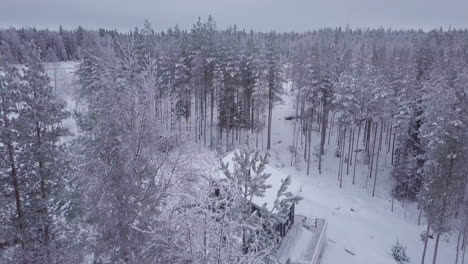 Nordic-winter-aerial,-flying-above-tree-tops-tilt-down-reveals-hidden-cabin