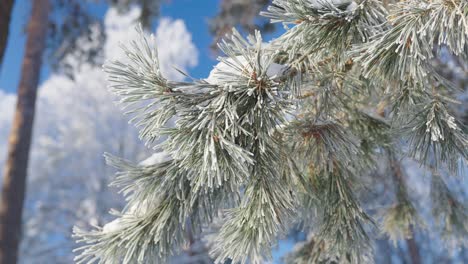 Frozen-snow-covered-pine-tree-branches-in-deep-forest,-close-up