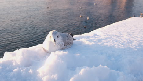 Closeup-Of-European-Herring-Gull-Sitting-On-Snow-On-A-Sunny-Winter-Day-In-Oslo,-Norway