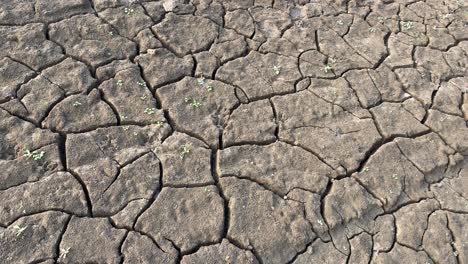New-life-on-drought,-plants-growing-on-clay-dry-soil-terrain,-closeup-pan