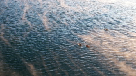 Entenküken,-Die-Im-Winter-Auf-Seewasser-In-Oslo,-Norwegen,-Schwimmen