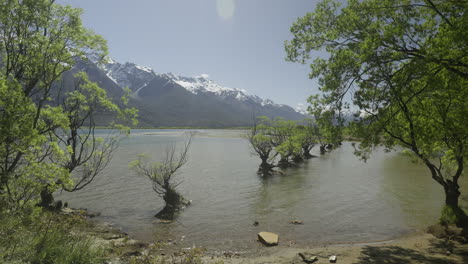 Famous-cluster-of-Willow-trees-next-to-shore-of-lake-Wakatipu,-New-Zealand