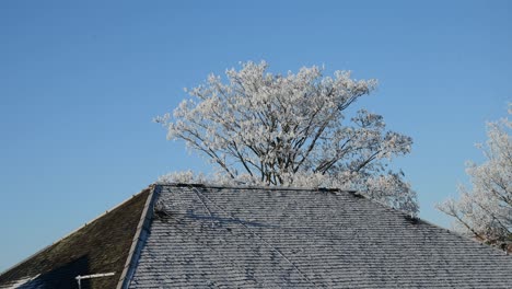 Close-up-of-a-frozen-slate-roof-with-a-white-tree-in-the-background