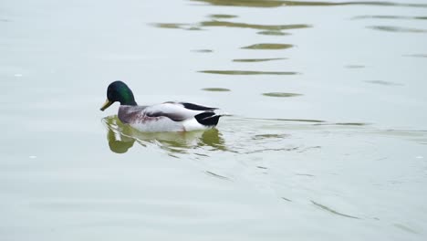 Young-Male-Mallard-Duck-Floats-In-Calm-Lake