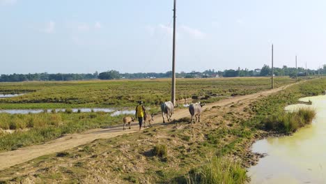 Bangladeschischer-Bauer,-Der-Büffel-Mit-Kälbern-Auf-Ländlichem-Weg-Vorangeht