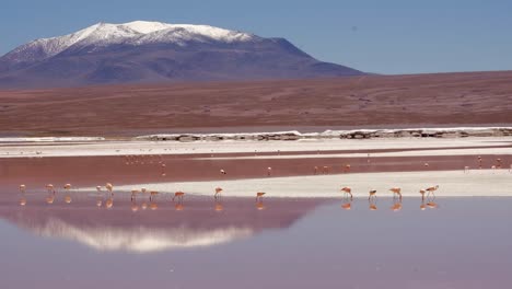 Group-of-Andean-Flamingos-Gather-at-Red-Bolivian-Lagoon,-Altiplano-Birds,-Salt-Flat-Wildlife-Below-Andean-Cordillera-Mountain-Peak,-South-America