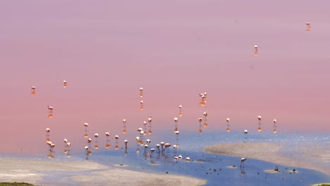 Colony-of-Andean-Flamingos-Nesting,-Laguna-Colorada-Bolivia,-Andes-South-America-Reproductive-Season,-Pink-Waters