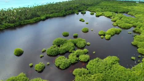 Epic-aerial-view-of-a-natural-lake-next-to-a-beach-with-trees-and-vegetation-in-the-water