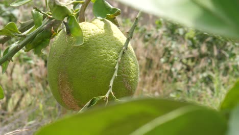 View-Of-Hanging-Green-Pomelo-At-Farm-In-Sindh