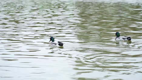 Mallard-Wild-Ducks-Swimming-On-A-Peaceful-Lake-In-Paris,-France