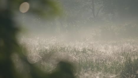 Early-morning-foggy-meadow-landscape,-static-view