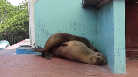 Cute-sea-lion-couple-relaxing-and-sleeping-next-to-each-other-on-Galapgos-Islands