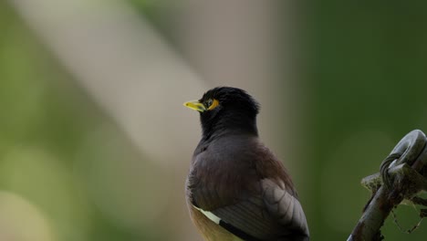 Vogel-Ruhen-Beobachten-Gemeinsame-Myna-Nahaufnahme-Victoria-Australien