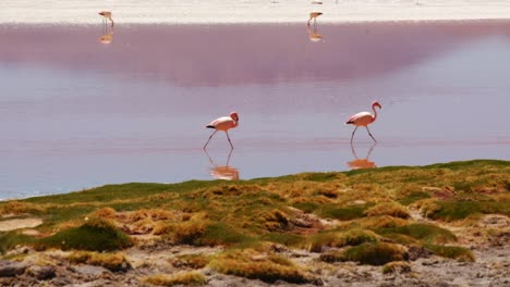 Andean-Flamingos-Walk-in-Straight-Line-Above-Natural-Red-Lagoon-Water-Reflection-Beautiful-Natural-Scenic-Wildlife,-South-American-Fauna