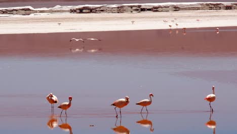 Group-of-Andean-Flamingos-Walk-and-Fly-in-South-American-Red-Lake-Wetlands,-Laguna-Colorada,-Red-Color-Lagoon-in-Bolivian-Altiplano-Fauna