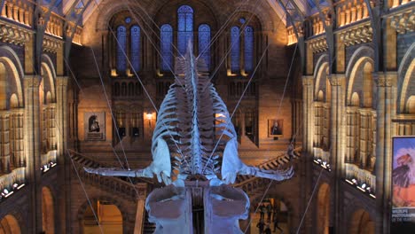 Hope-the-blue-whale-on-display-in-the-Natural-History-Museum's-Hintze-Hall