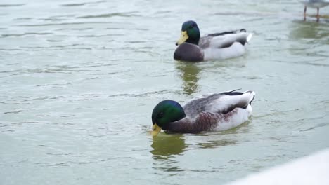 Male-Mallard-Ducks-Swimming-On-Stream-In-Paris,-France