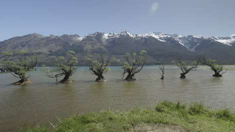 Willow-Trees-of-Glenorchy-with-mountain-range-background-on-sunny-day