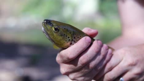A-close-up-shot-of-a-freshly-caught-brown-trout-in-Australias-high-country-rivers