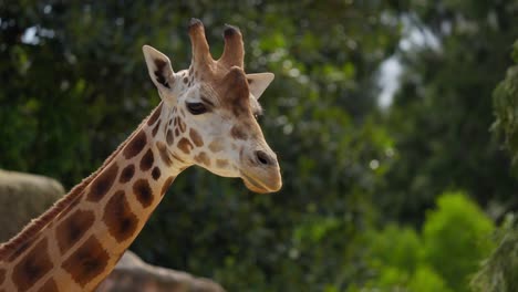 Giraffe-walking-approaching-close-up-Victoria-Australia-zoo