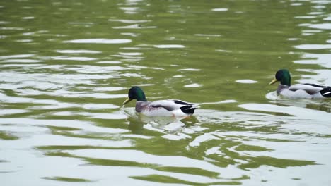 Male-Mallard-Ducks-Slowly-Floating-In-Tranquil-Water-Of-A-Pond