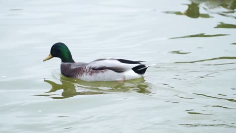Mallard-Duck-Swimming-In-A-Pond-In-Paris,-France---close-up