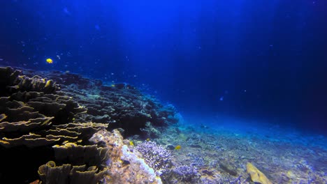 Corales-Blanqueados,-Peces-Y-Rayos-De-Sol-En-El-Agua,-Tiro-Estático-Bajo-El-Agua