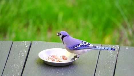 The-blue-jay-bird-in-the-family-Corvidae,-native-to-eastern-North-America-is-eating-peanuts-from-metal-bowl