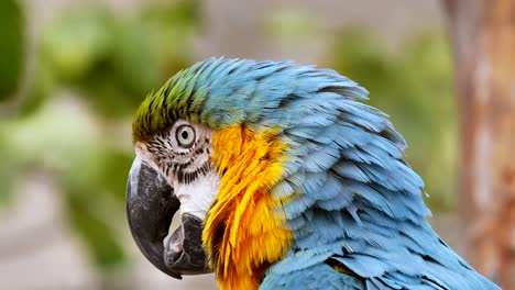 Ara-Papagei,-Blauer-Rücken-Und-Gelbe-Vorderseite