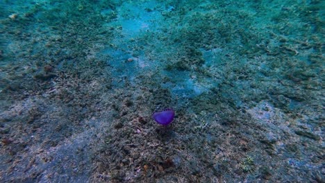 Small-purple-jellyfish-moves-by-dead-coral-seabed,-close-tracking-shot