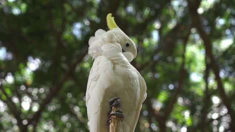 White-yellow-crested-cockatoo-wildlife-bird-animal-preening-itself,-close-up-of-isolated-cockatoo-in-the-wild-seen-from-a-low-angle