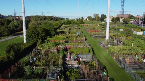 Large-urban-community-garden-allotments-in-international-city-for-food-growth