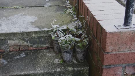 Four-small-frozen-plants-in-plastic-pots