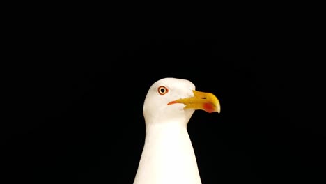 Closeup-of-the-head-of-a-seagull-on-a-dark-background