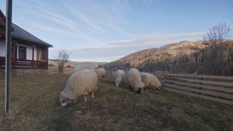 Valais-Blacknose-sheep-grazing-on-farm