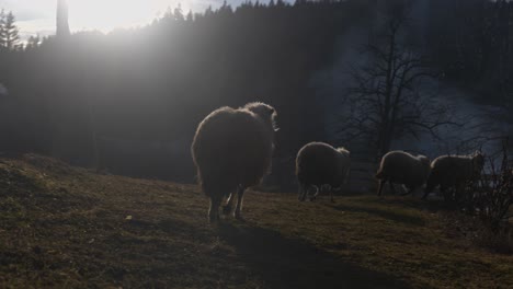 Schafe-Hüten-Bei-Sonnenuntergang-Mit-Bergen,-Die-Von-Bäumen-Gesäumt-Sind-Und-Im-Hintergrund-Rauch-Aufsteigt