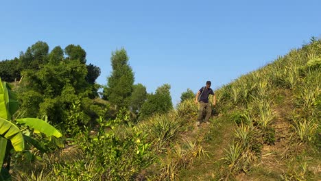 Wide-shot-of-man-during-trek-goes-down-steep-hill-covered-with-pineapple-plants