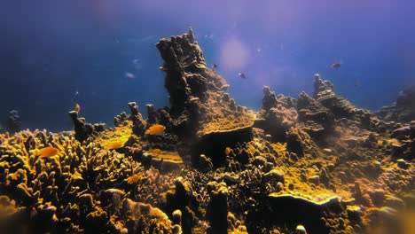 Bunte-Statische-Unterwasseraufnahme-Von-Orangefarbenen-Fischen,-Die-Am-Korallenturm-Schwimmen