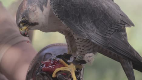 Hawk-feeding-from-his-trainers-hand,-bird-of-prey-eating-meat-during-a-falconry-demonstration,-close-up