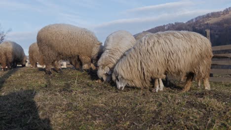 Mehrere-Schafe-Grasen-Auf-Gras-In-Einem-Stift-Mit-Bergen-Im-Hintergrund