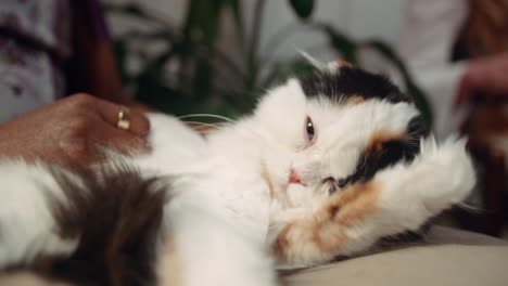 Gato-Perezoso-Tratando-De-Dormir-Mientras-Es-Acariciado-Por-Su-Dueño-Afroamericano,-Gato-Doméstico-Dentro-De-Casa