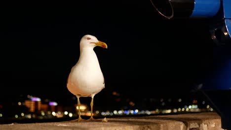 Alert-seagull-waiting-for-food-on-a-railing-at-night