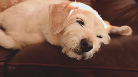 Adoptierter-Hund-Liegt-Entspannt-Auf-Der-Couch-In-Seinem-Neuen-Zuhause,-Während-Er-Sein-Neues-Leben-Genießt,-Gesicht-Ganz-Nah