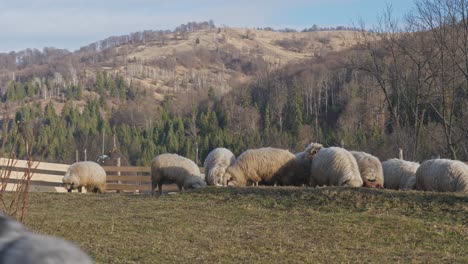 Valais-Blacknose-sheep-grazing-mountainside